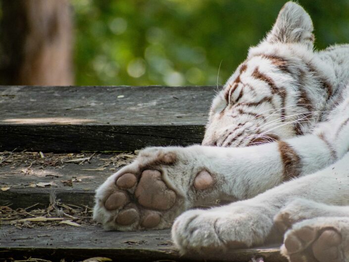 Photographie animalière : Tigre Blanc