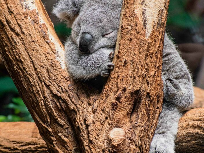 Photographie animalière : Koala